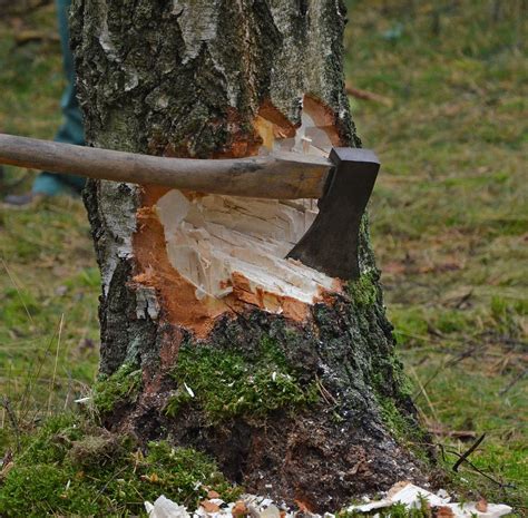 砍樹儀式